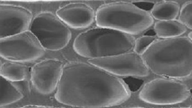 Cell Cross-Section